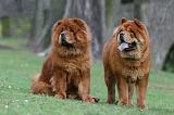 CHOW CHOW 745